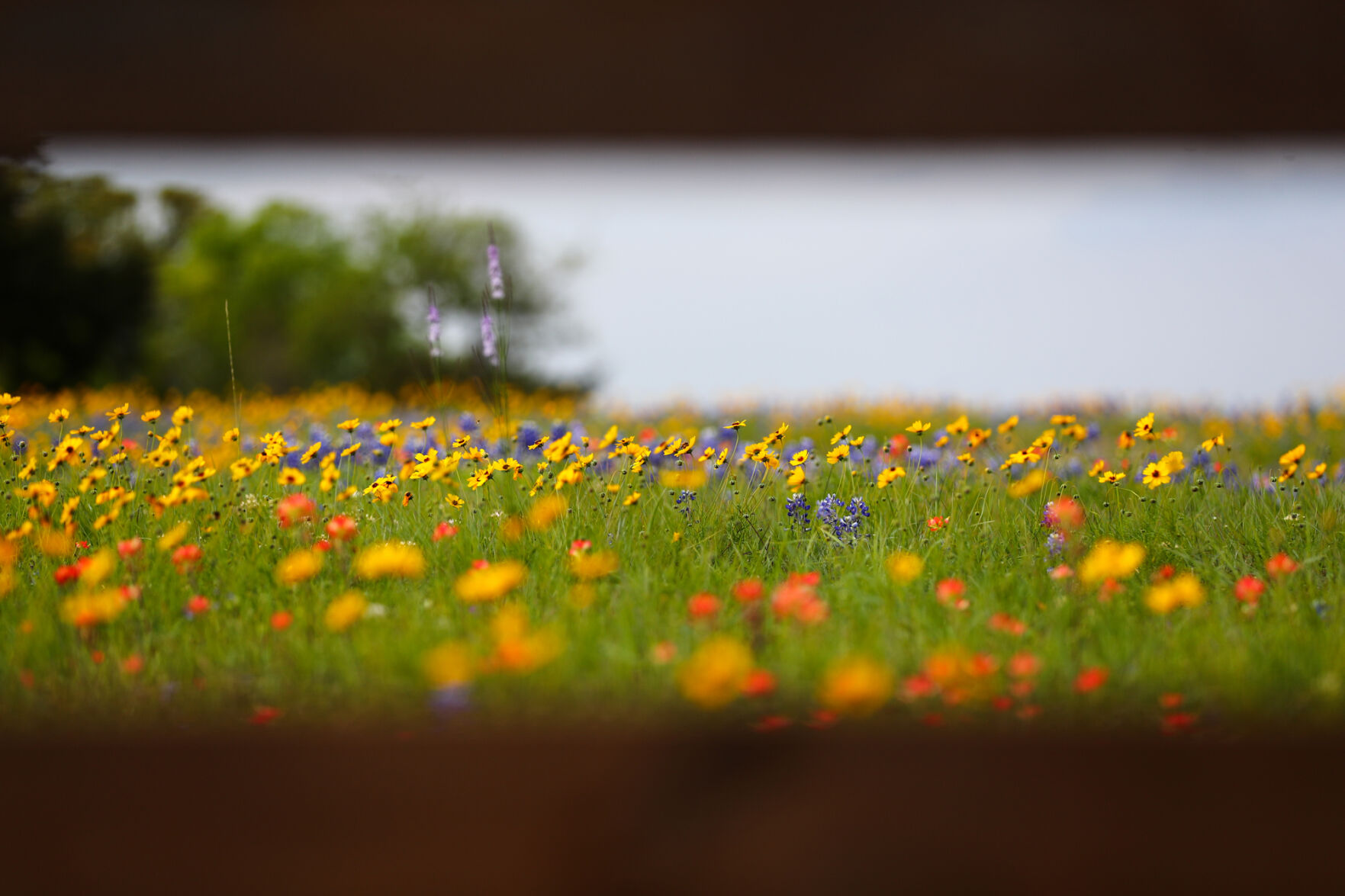 Brazos Valley Wildflowers
